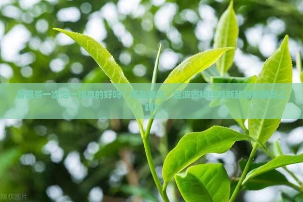 普洱茶一次泡一饼