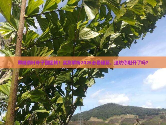 翠峰茶叶叶子不散开怎么回事