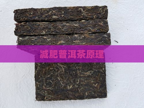 减肥普洱茶原理