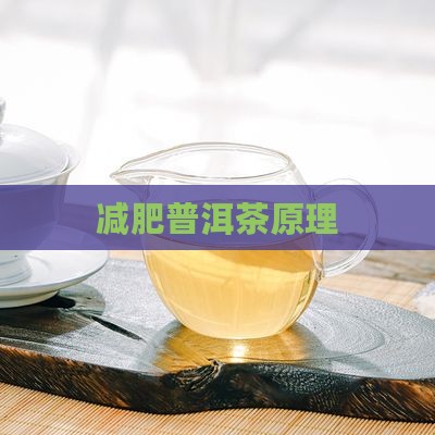 减肥普洱茶原理