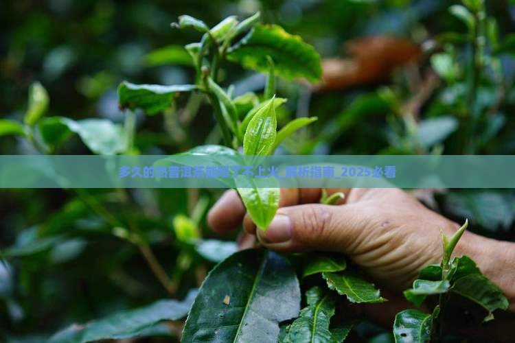 多久的熟普洱茶能喝了不上火