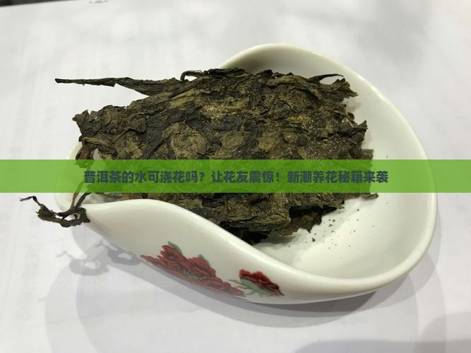 普洱茶的水可浇花吗