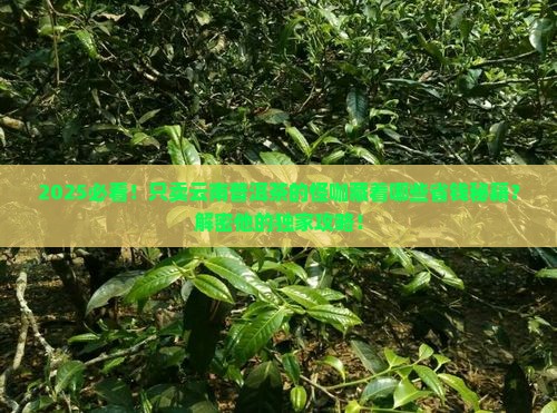 只卖云南普洱茶的人