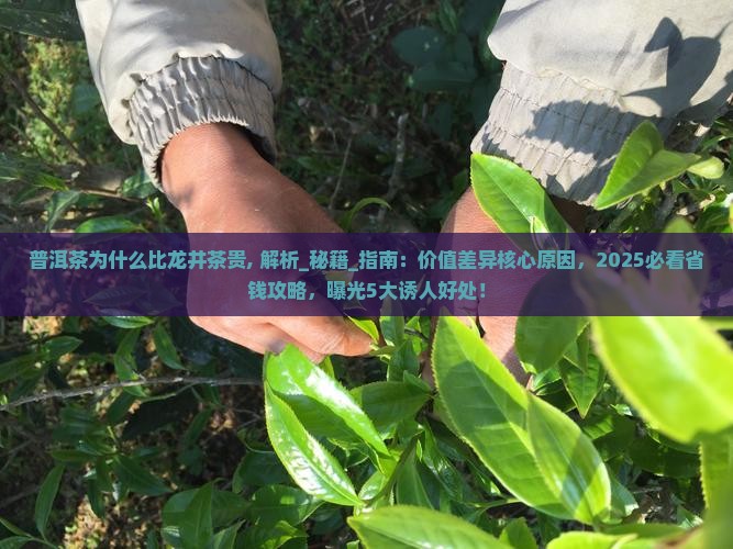 普洱茶为什么比龙井茶贵
