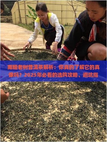 南糯老树普洱茶是什么样子