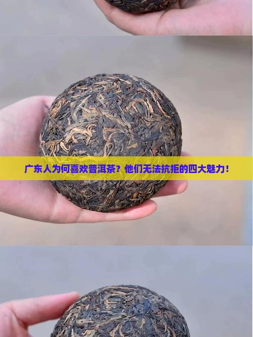 广东人为何喜欢普洱茶