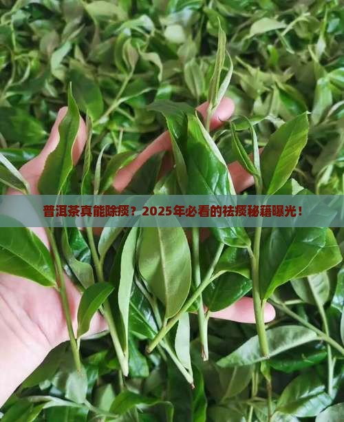 普洱茶能除痰吗