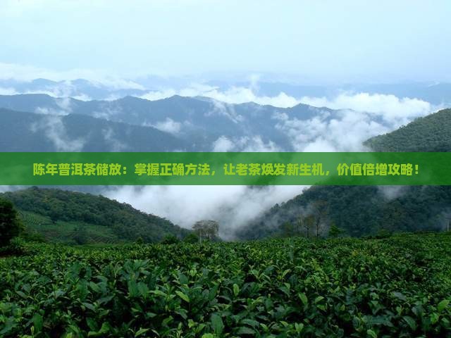 陈年普洱茶储放