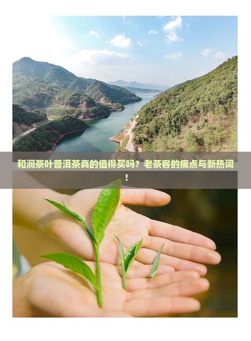 和润茶叶普洱茶