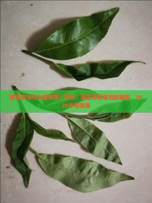 普洱茶为什么是青茶