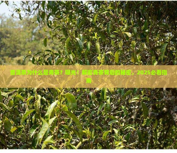普洱茶为什么是青茶