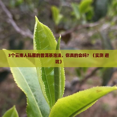 普洱茶云南人用什么泡