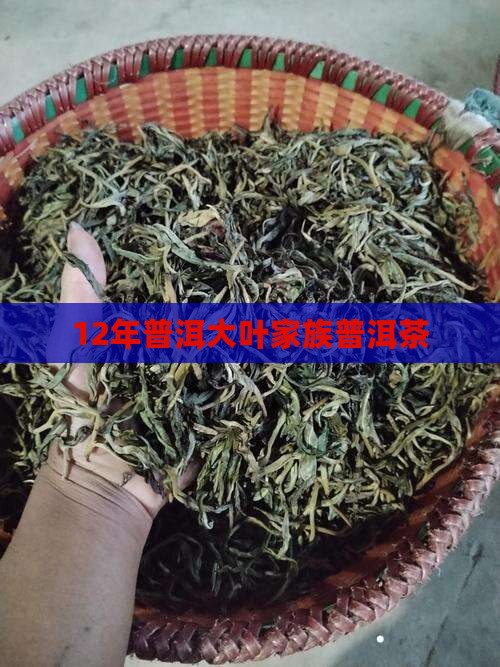 12年普洱茶大叶之家族