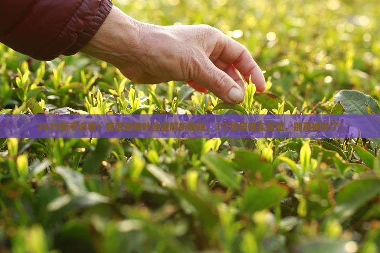 普洱茶的茶叶含量