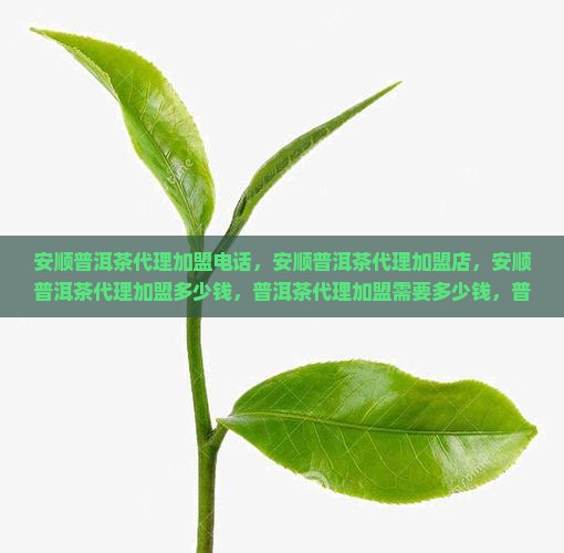 安顺普洱茶代理加盟