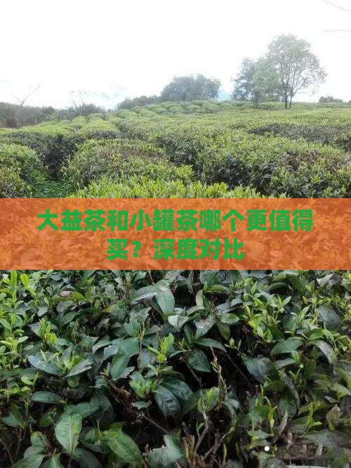 大益茶和小罐茶
