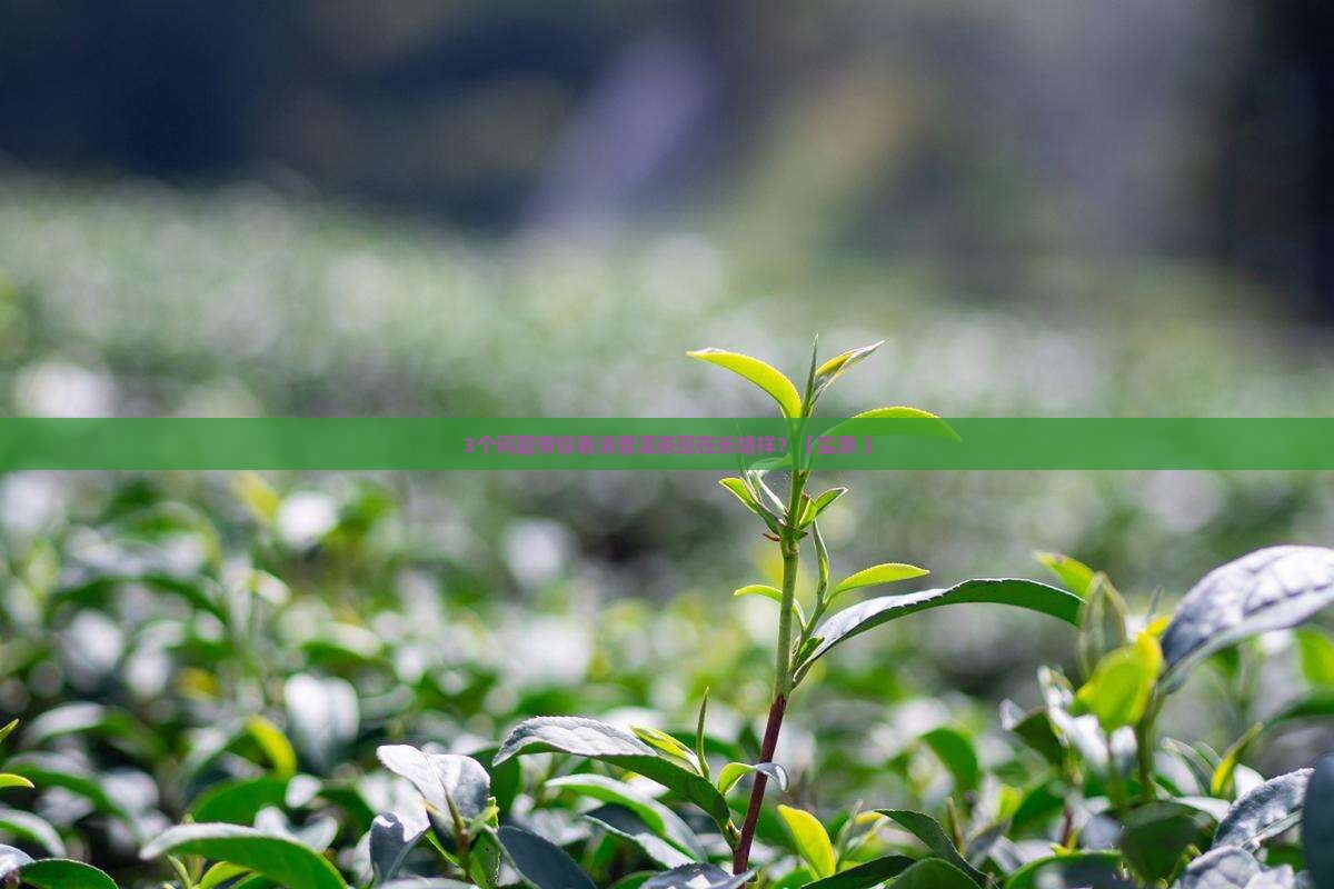 普洱茶现在长什么样子呢