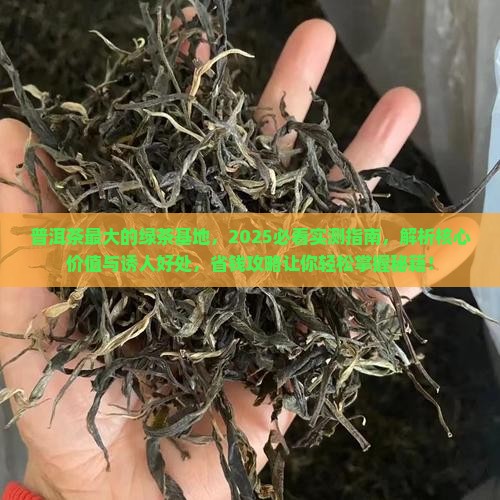普洱茶最大的绿茶基地