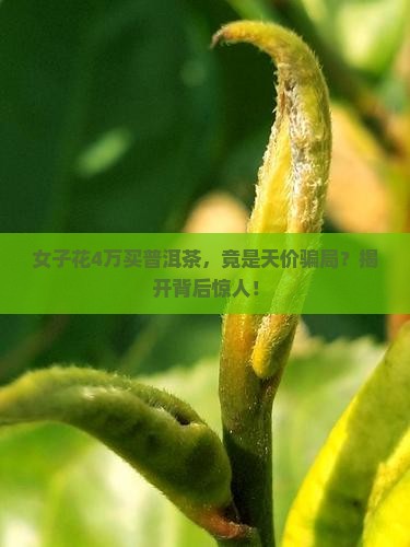 女子花4万买普洱茶