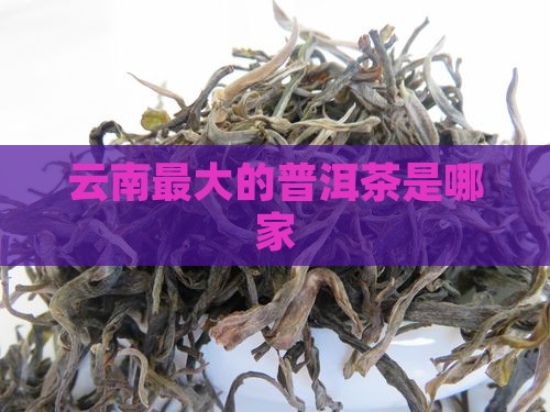 云南最大的普洱茶是哪家
