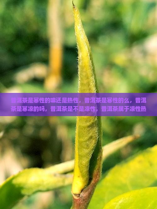 普洱茶是寒性的嘛