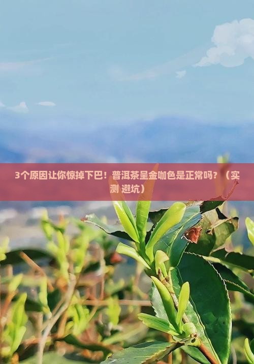 普洱茶呈金咖色正常吗为什么