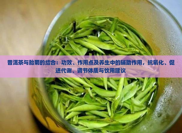 普洱茶胎菊的功效与作用点