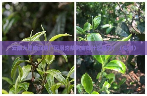 云南大理南涧茶厂凤凰沱茶特点