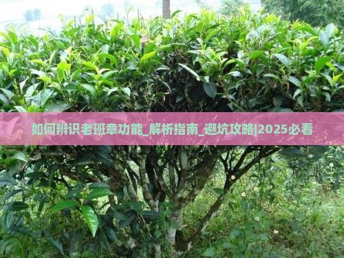如何辨识老班章功能