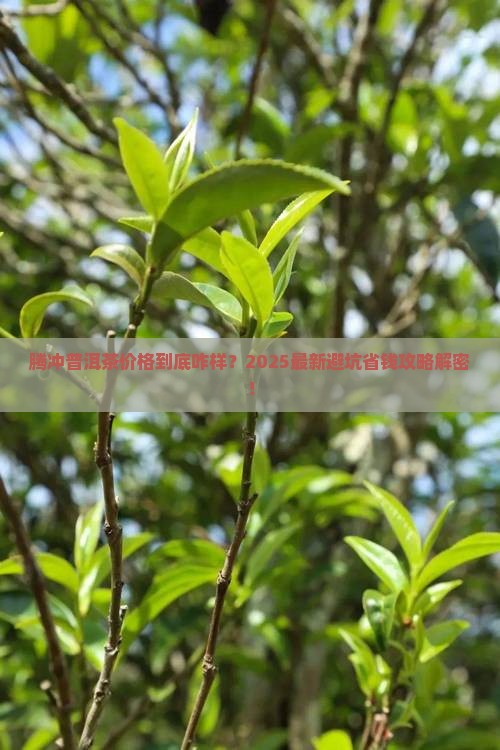 腾冲市普洱茶价格查询表