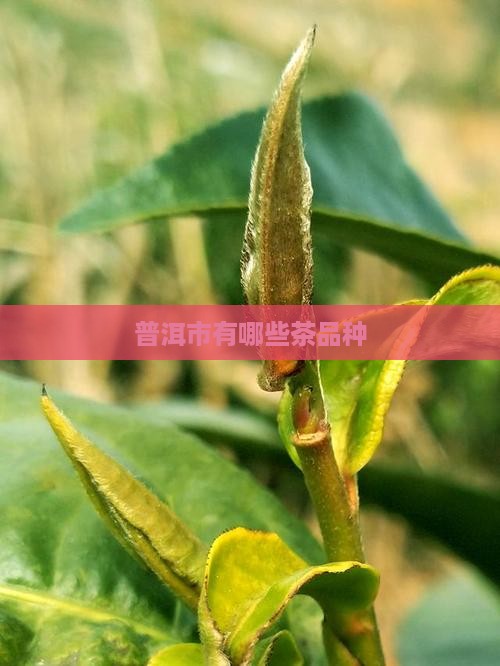 普洱市有哪些茶品种