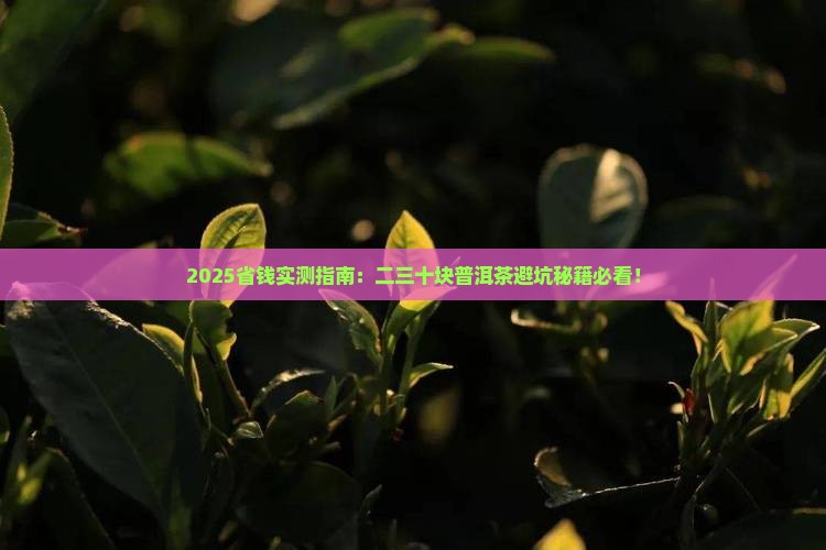 二三十块的普洱茶推荐