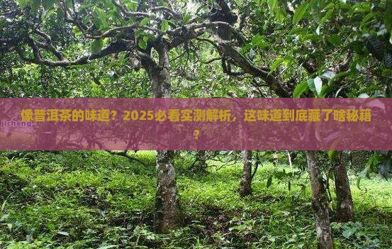 像普洱茶的味道