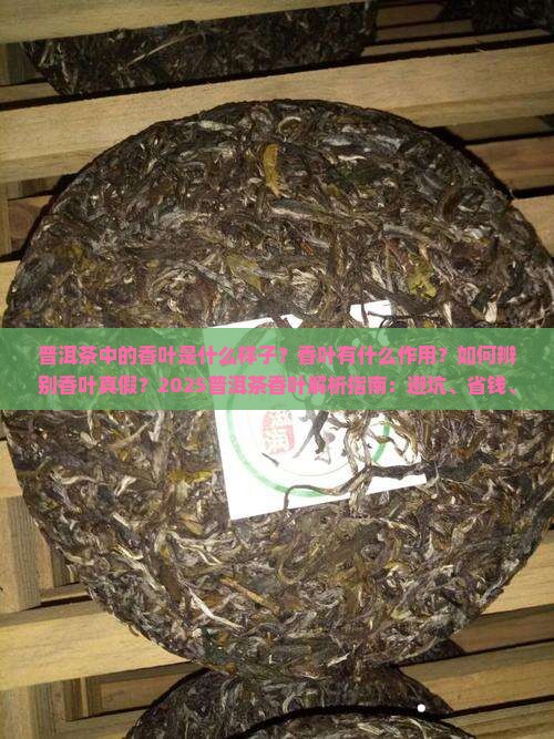 普洱茶中的香叶是什么样子