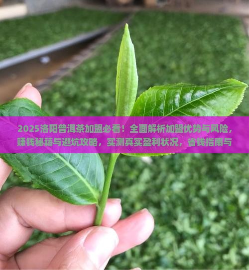 洛阳普洱茶加盟怎么样的