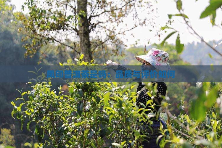凤印普洱茶是吗：品质与评价如何