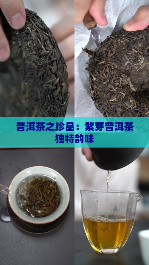 普洱茶之珍品：紫芽普洱茶独特韵味