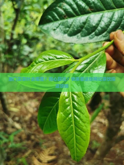 厦门买茶叶去哪里？担心踩坑？快来看这份网红茶饮探店攻略