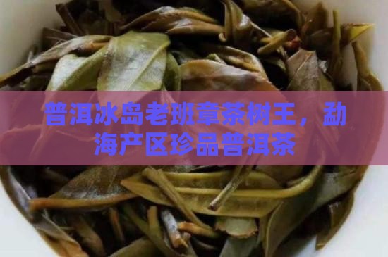 普洱冰岛老班章茶树王，勐海产区珍品普洱茶