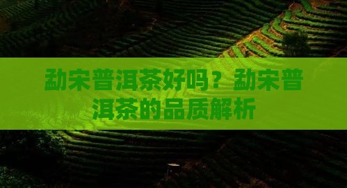 勐宋普洱茶好吗？勐宋普洱茶的品质解析