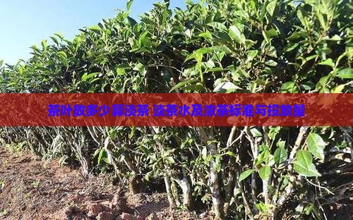 茶叶放多少算淡茶 淡茶水及浓茶标准与投放量