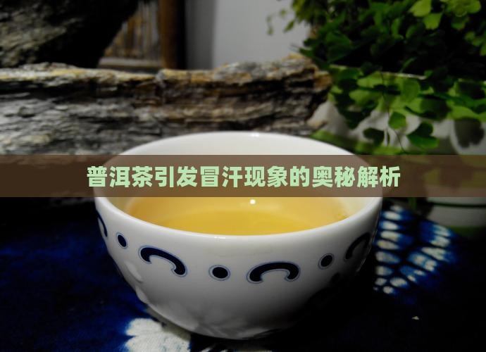 普洱茶引发冒汗现象的奥秘解析