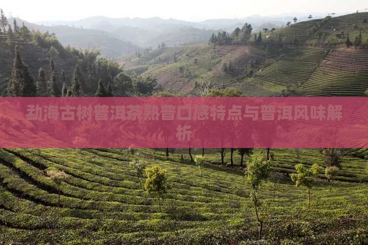 勐海古树普洱茶熟普口感特点与普洱风味解析