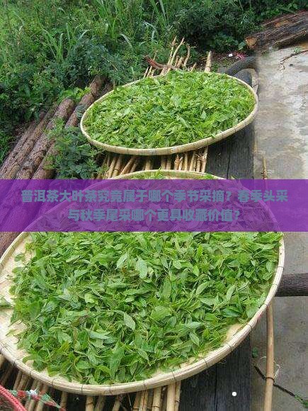 普洱茶大叶茶究竟属于哪个季节采摘？春季头采与秋季尾采哪个更具收藏价值？