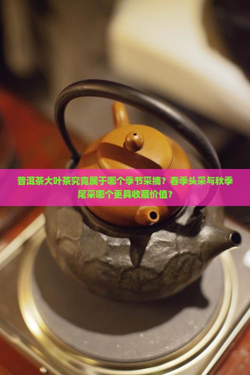 普洱茶大叶茶究竟属于哪个季节采摘？春季头采与秋季尾采哪个更具收藏价值？