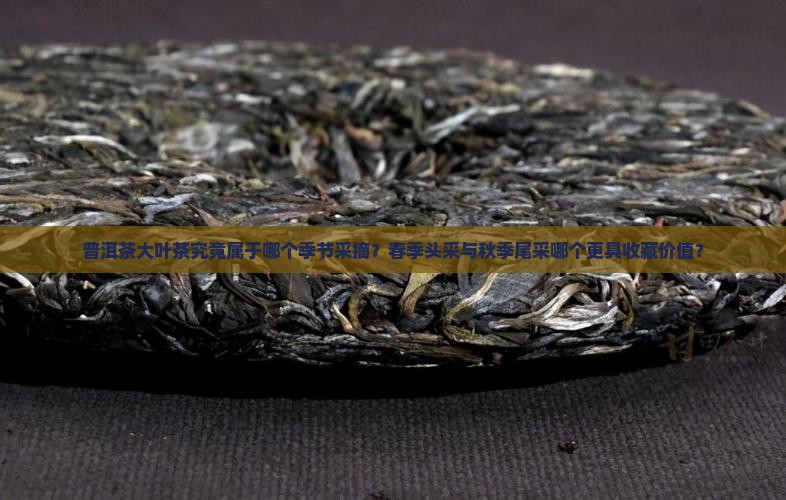 普洱茶大叶茶究竟属于哪个季节采摘？春季头采与秋季尾采哪个更具收藏价值？