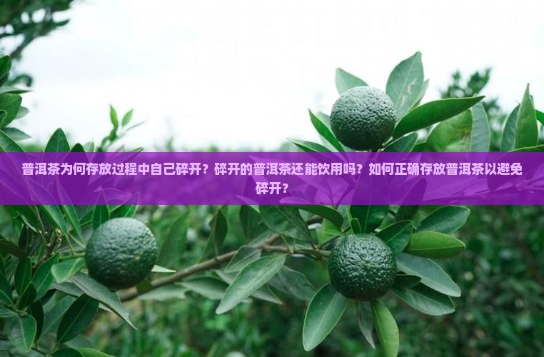 普洱茶为何存放过程中自己碎开？碎开的普洱茶还能饮用吗？如何正确存放普洱茶以避免碎开？