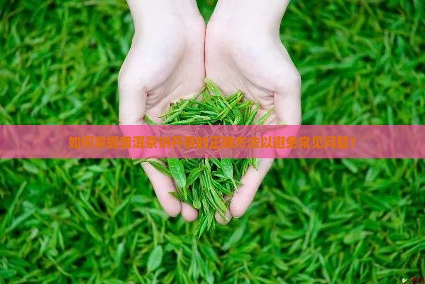 如何掌握普洱茶饼开茶的正确方法以避免常见问题？