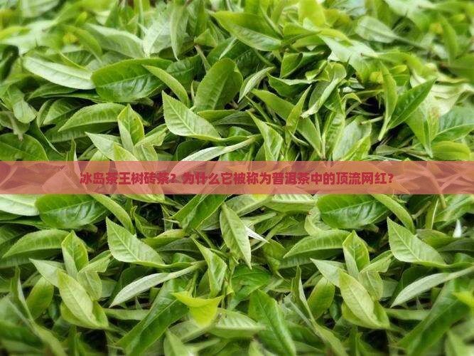 冰岛茶王树砖茶？为什么它被称为普洱茶中的顶流网红？