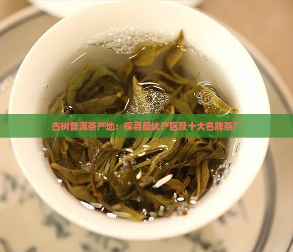 古树普洱茶产地：探寻最优产区及十大名牌茶厂